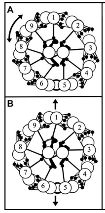 cross section of the sperm tail showing internal make up