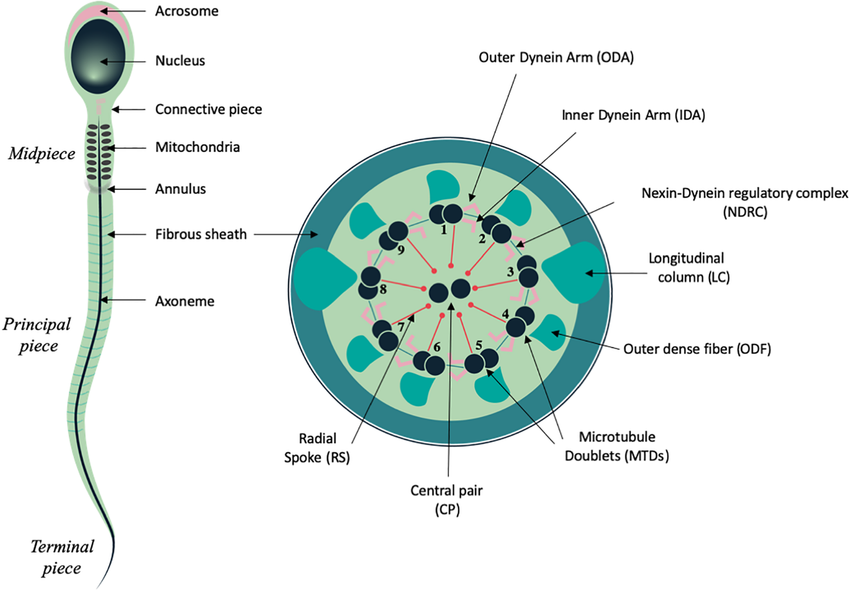 cross section of the sperm tail showing internal make up.